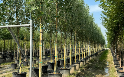 populus alba "racket"